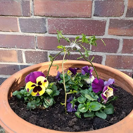 アパート Moderne Mit Sonnigem Gartenblick,1 Stock